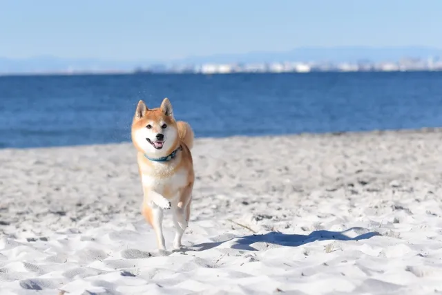 秋田県　あきたいぬ　あきたけん　犬　読み方は