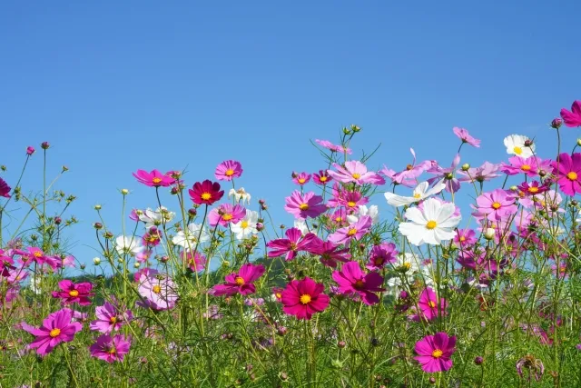 色彩　彩色　違い　意味の使い分け